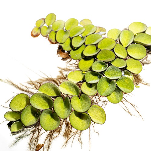 [부상수초] 살바니아 쿠쿠라타 (생이가래 종류) 10잎 내외 5촉