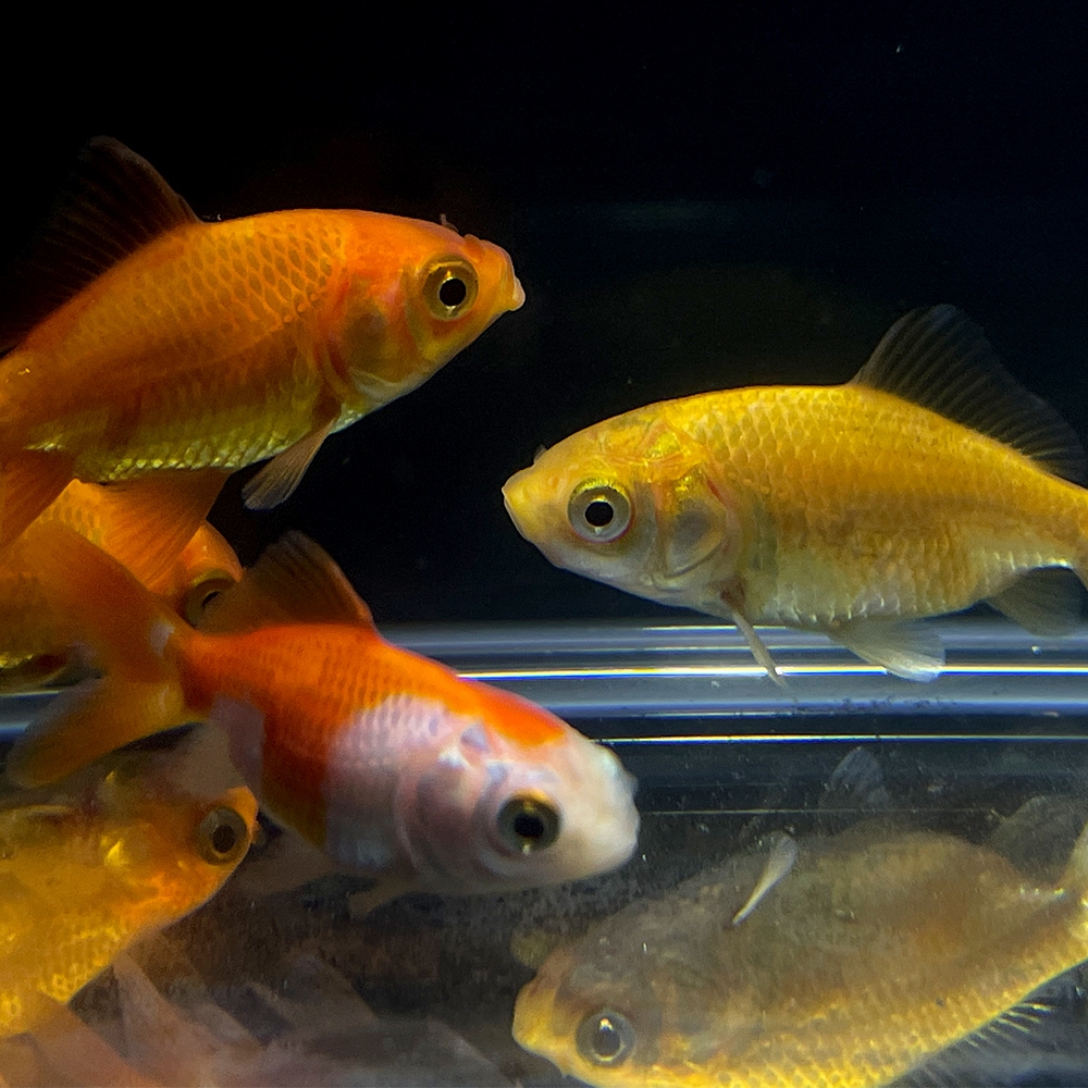 금붕어 [ Gold Fish ]50마리SET