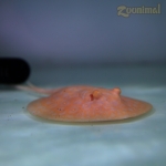 알비노 펄레이 20cm급 민물가오리 수컷 유어