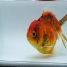 단미오란다 [ Gold Fish ] 7~10cm