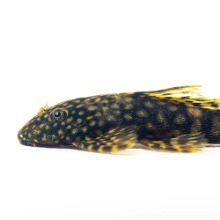 [청소물고기] 블랙 안시 숏핀 4cm 내외