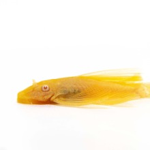 [청소물고기] L-144 알비노 안시 롱핀 (황금 안시) 4cm 내외