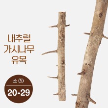 자연유목 가시나무 가지유목 (소) 20-29cm